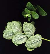 mentav10.jpg (13697 bytes)